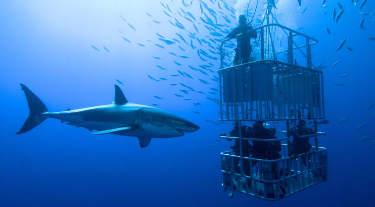 cage diving with shark